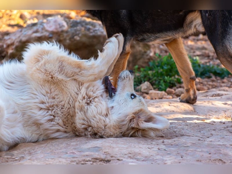 ADA sucht ihr  FÜR - IMMER - ZUHAUSE