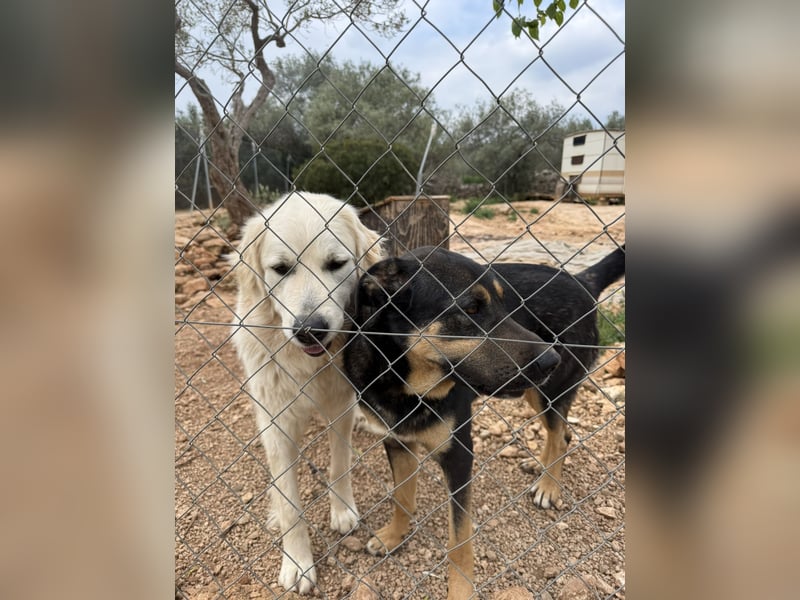 ADA sucht ihr  FÜR - IMMER - ZUHAUSE