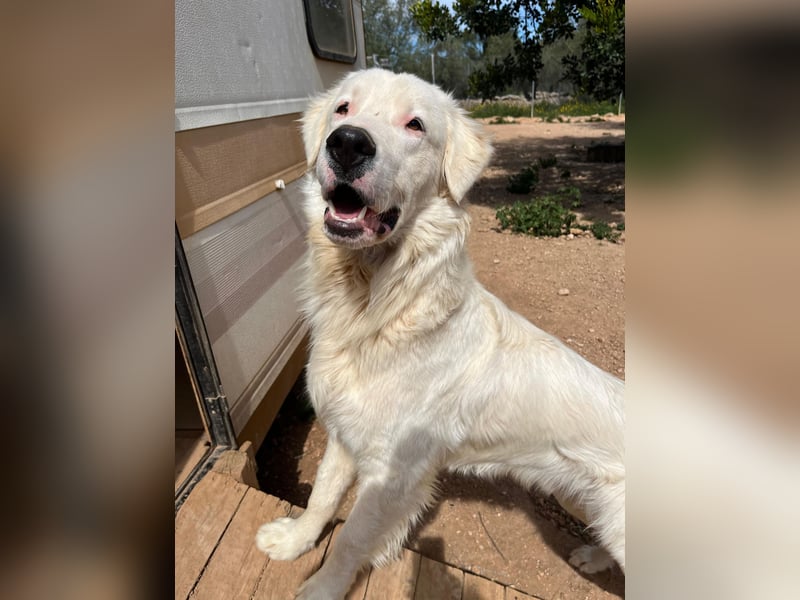 Leroy – freundlicher Riese sucht sein Zuhause 