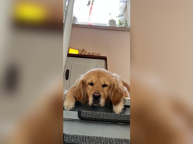 Wurfankündigung Reinrassige Golden Retriever suchen ein wundervolles Zuhause!