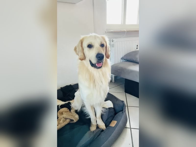 Golden Retriever (Deckrüde) MIT DECKERFAHRUNG!