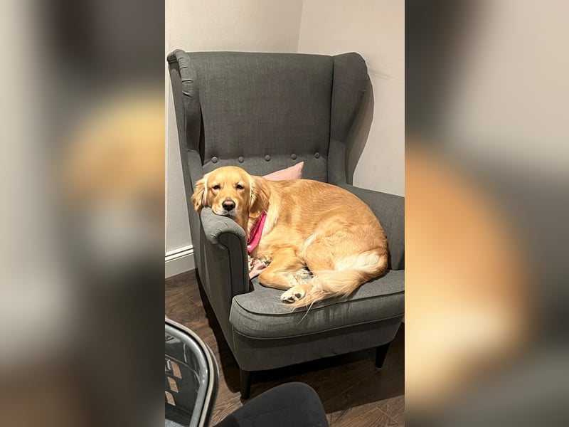 Wurfankündigung Reinrassige Golden Retriever suchen ein wundervolles Zuhause!