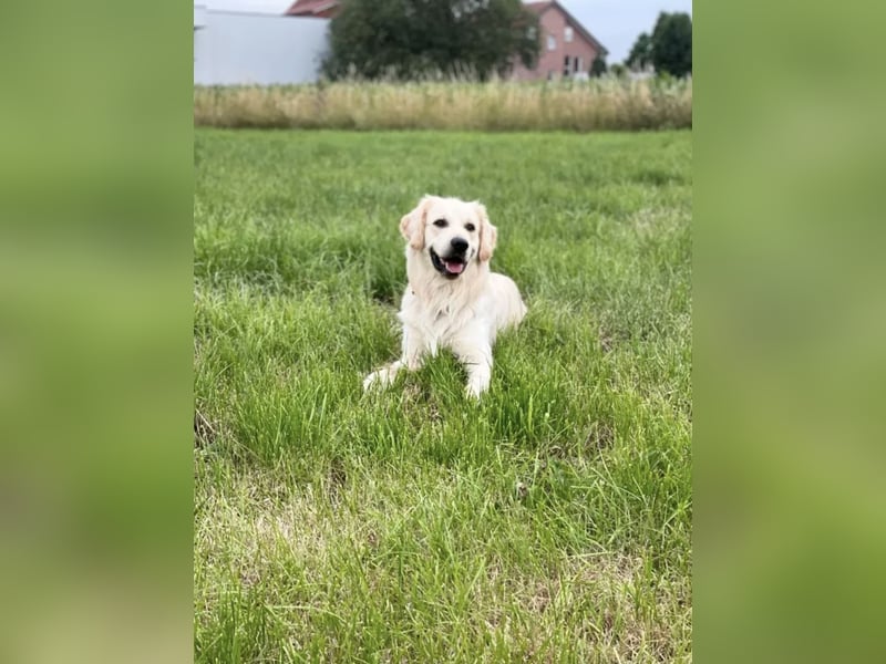 Golden Retriever (Deckrüde) MIT DECKERFAHRUNG!