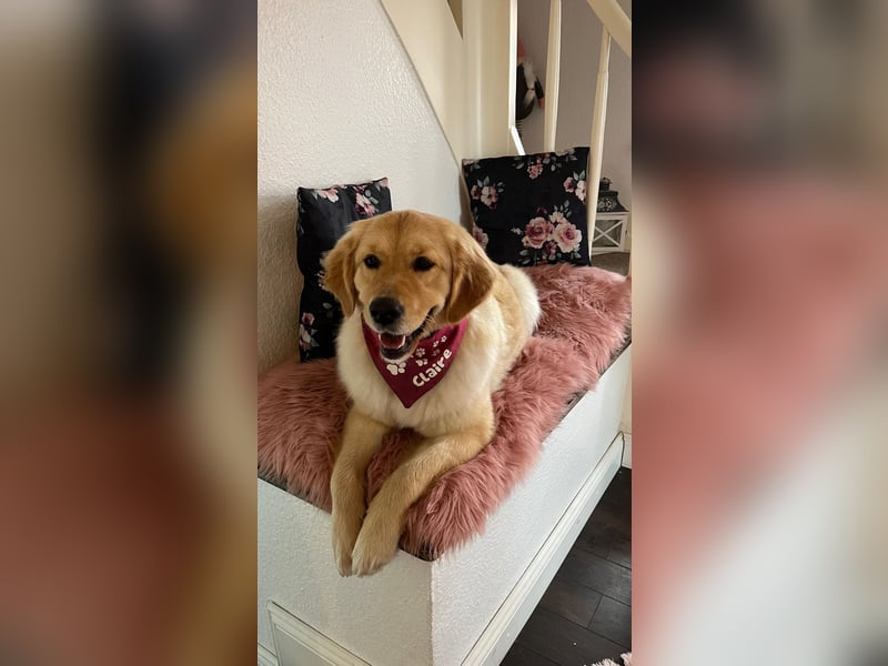 Wurfankündigung Reinrassige Golden Retriever suchen ein wundervolles Zuhause!