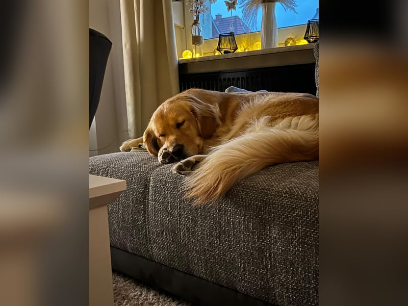 Wurfankündigung Reinrassige Golden Retriever suchen ein wundervolles Zuhause!