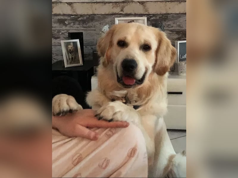 Golden Retriever (Deckrüde) MIT DECKERFAHRUNG!