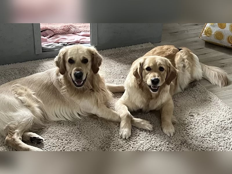 Golden Retriever (Deckrüde) MIT DECKERFAHRUNG!