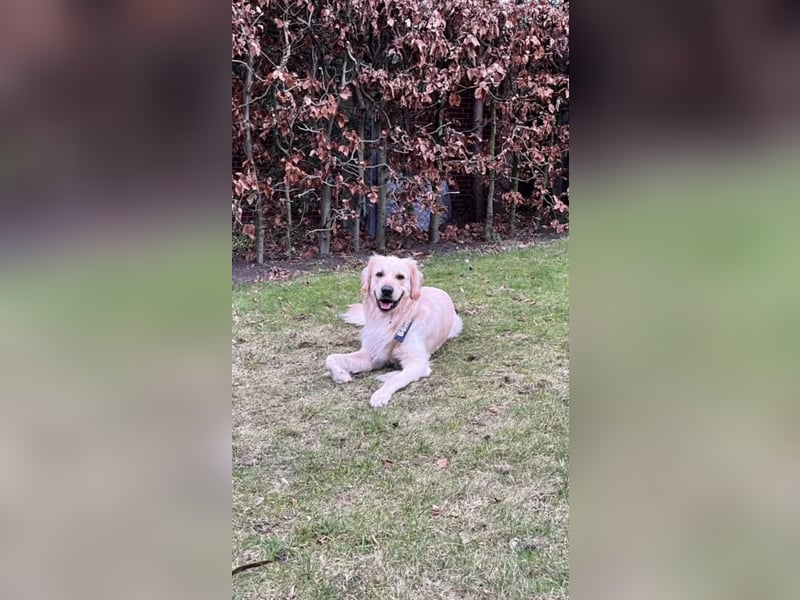Golden Retriever (Deckrüde) MIT DECKERFAHRUNG!