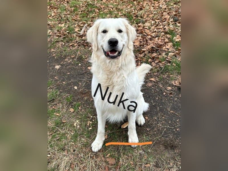 Wurfankündigung Reinrassige Golden Retriever suchen ein wundervolles Zuhause!