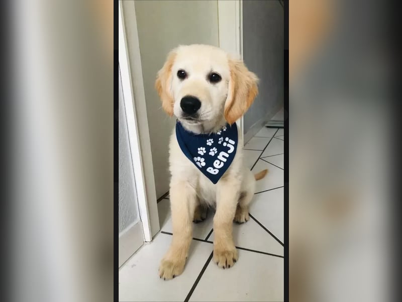 Golden Retriever (Deckrüde) MIT DECKERFAHRUNG!