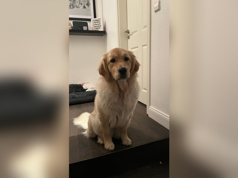 Wurfankündigung Reinrassige Golden Retriever suchen ein wundervolles Zuhause!