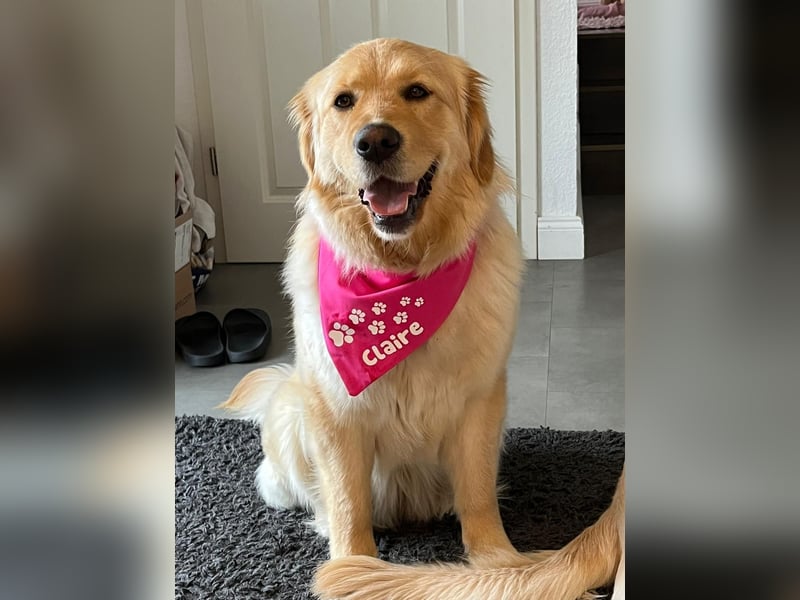 Wurfankündigung Reinrassige Golden Retriever suchen ein wundervolles Zuhause!