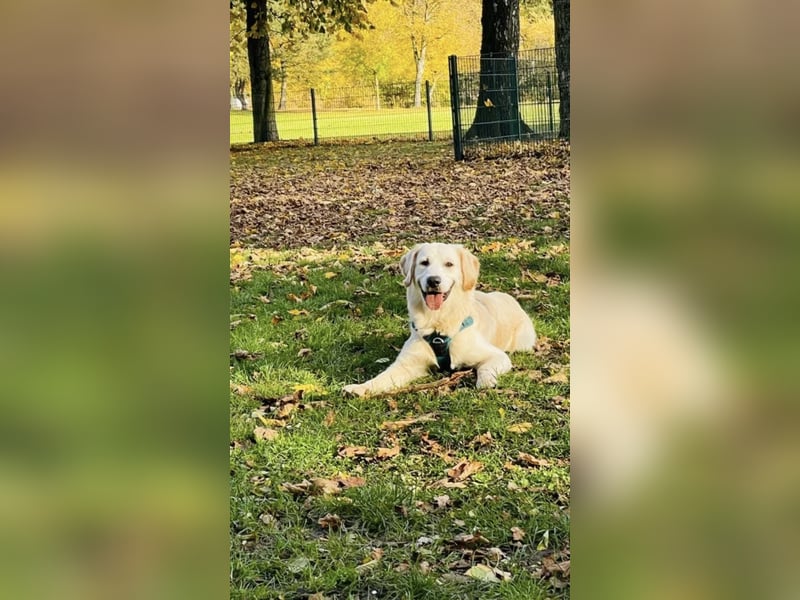 Golden Retriever (Deckrüde) MIT DECKERFAHRUNG!
