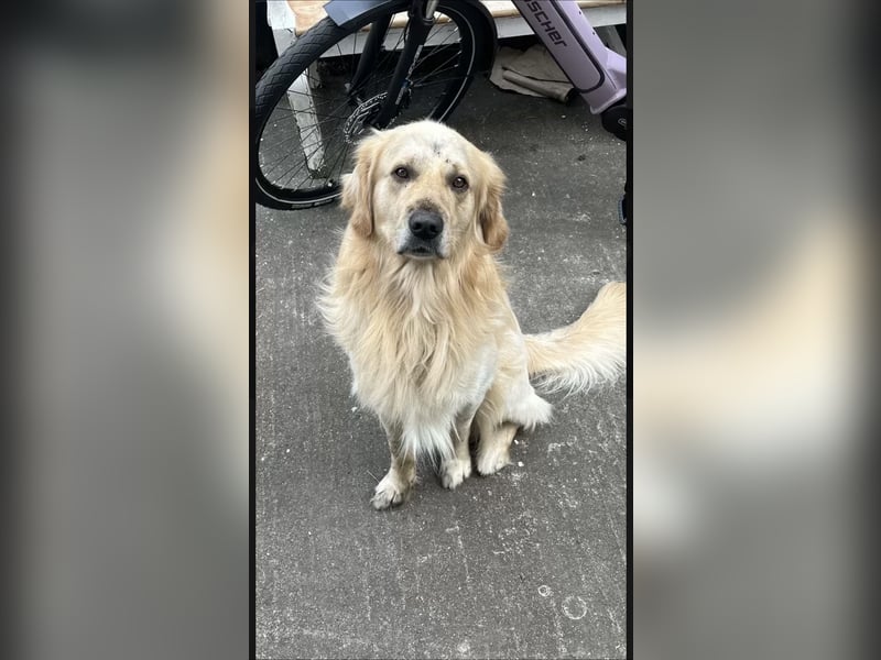 Golden Retriever (Deckrüde) MIT DECKERFAHRUNG!