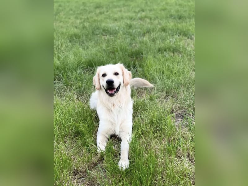 Golden Retriever (Deckrüde) MIT DECKERFAHRUNG!