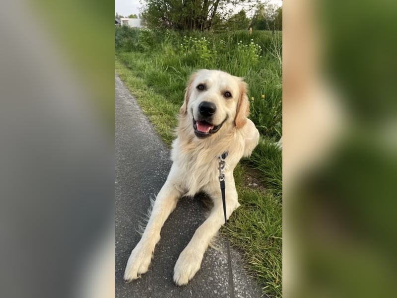 Golden Retriever (Deckrüde) MIT DECKERFAHRUNG!