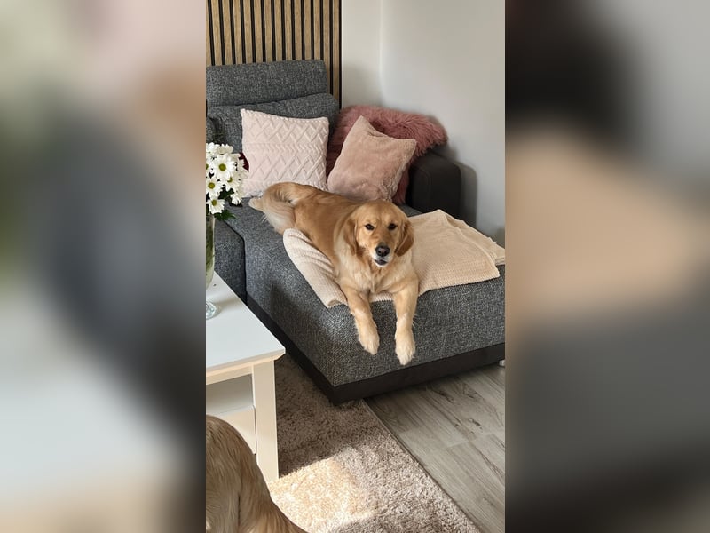 Wurfankündigung Reinrassige Golden Retriever suchen ein wundervolles Zuhause!