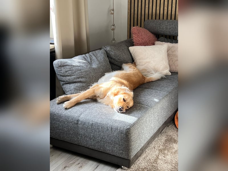 Wurfankündigung Reinrassige Golden Retriever suchen ein wundervolles Zuhause!
