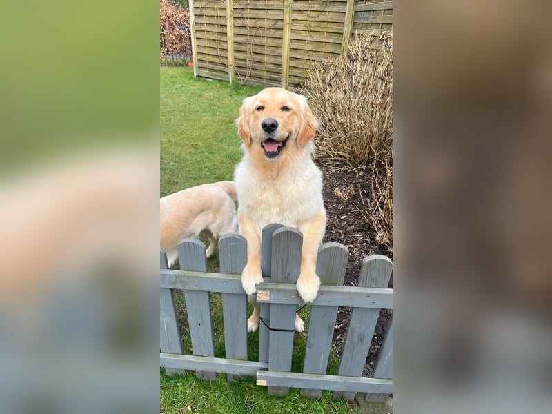 Wurfankündigung Reinrassige Golden Retriever suchen ein wundervolles Zuhause!