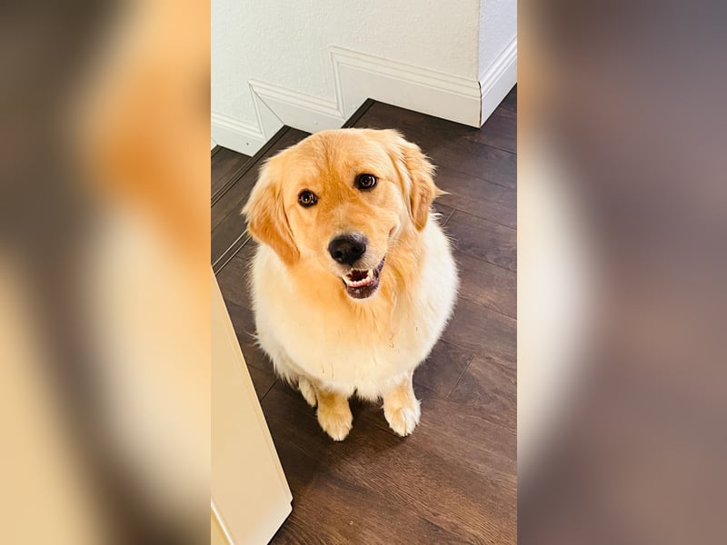 Wurfankündigung Reinrassige Golden Retriever suchen ein wundervolles Zuhause!