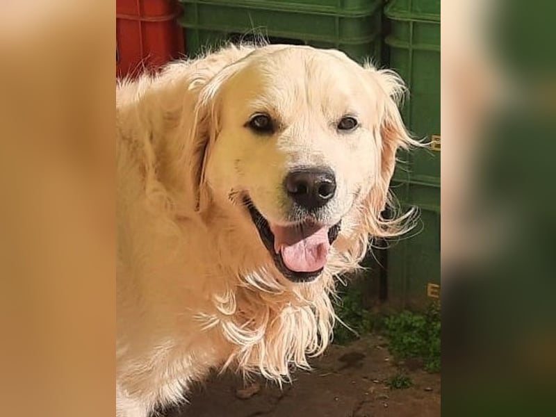Golden Redriever Welpen
