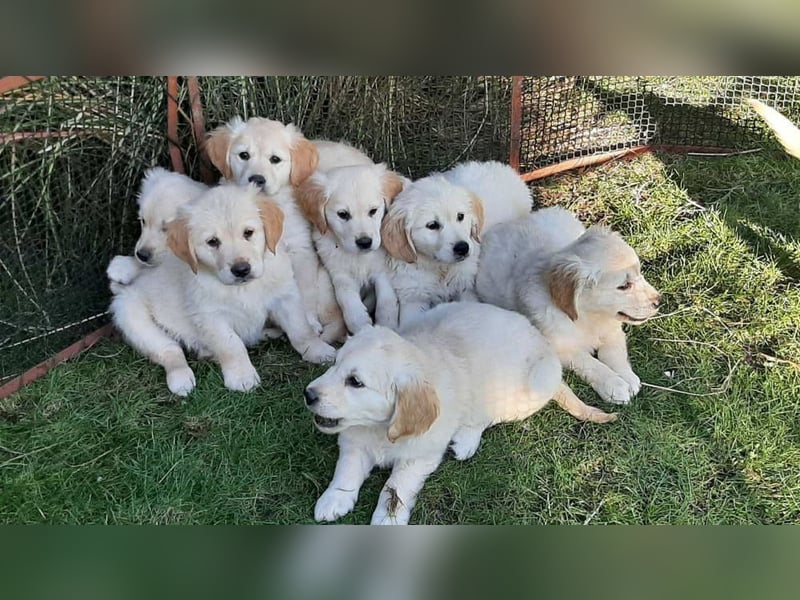 Golden Redriever Welpen