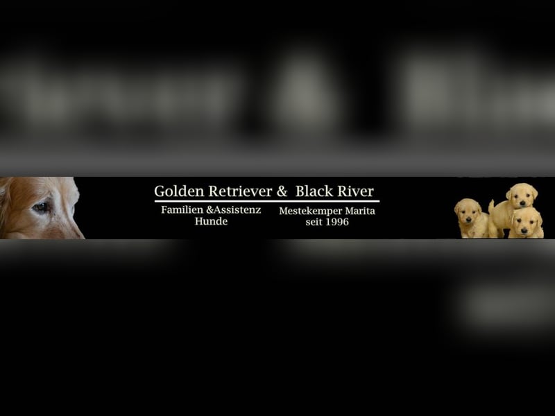 Golden Retriever Welpen