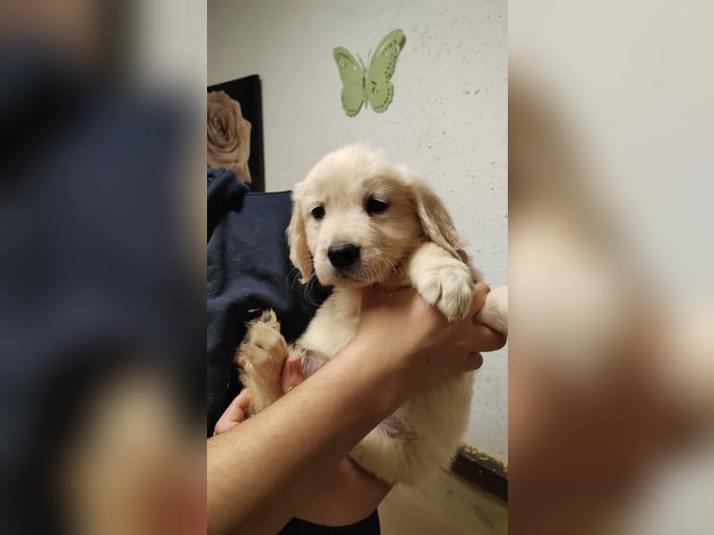 Golden Retriever Welpen