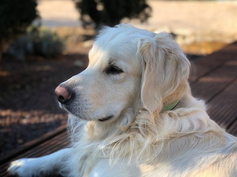 Golden Retriever Welpen
