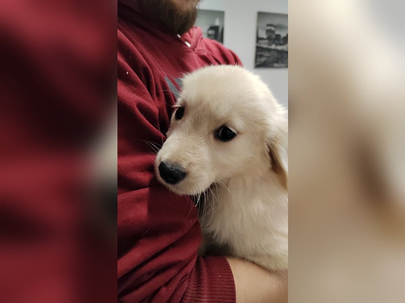 Golden Retriever Welpen