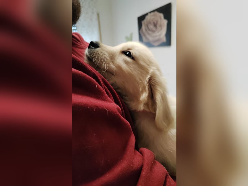 Golden Retriever Welpen