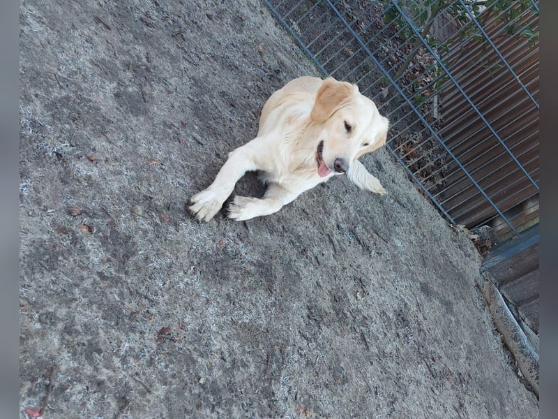Reinrassige Golden Retriever Welpen