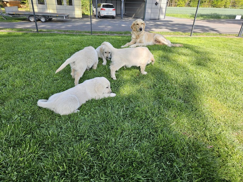Reinrassige Golden Retriever Welpen
