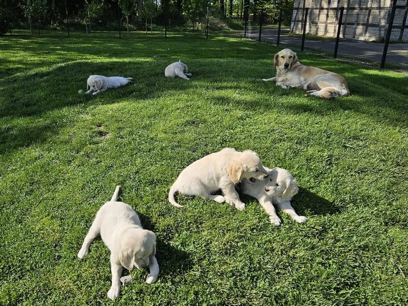 Reinrassige Golden Retriever Welpen