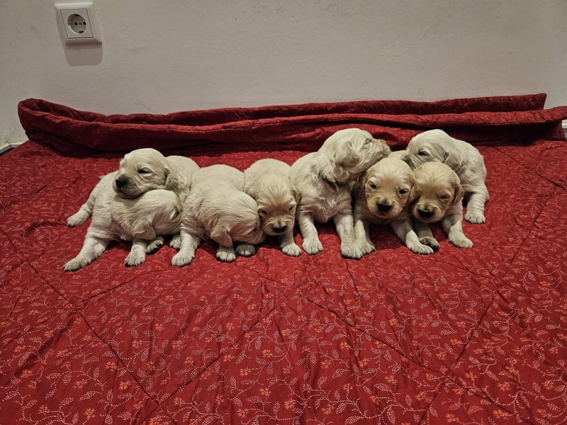 Reinrassige Golden Retriever Welpen