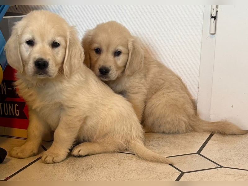 Golden Retriever welpen