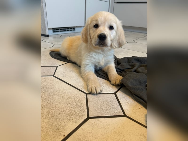Golden Retriever welpen