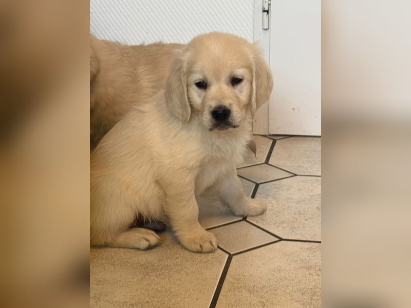 Golden Retriever welpen