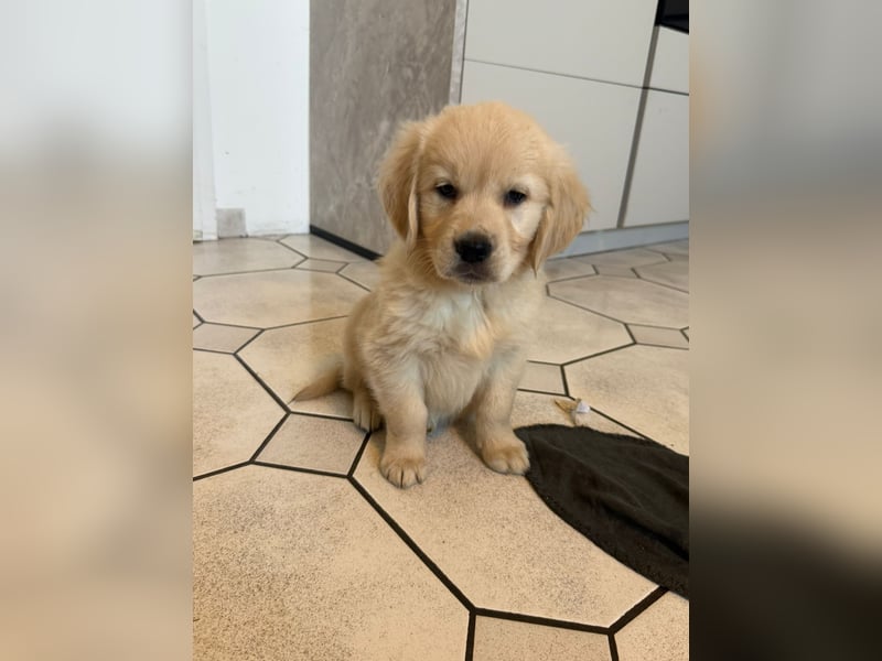 Golden Retriever welpen