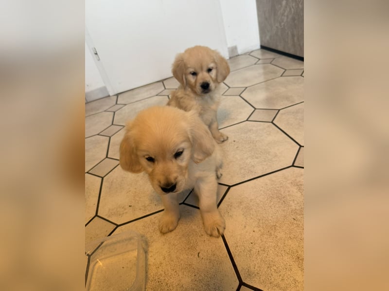Golden Retriever welpen