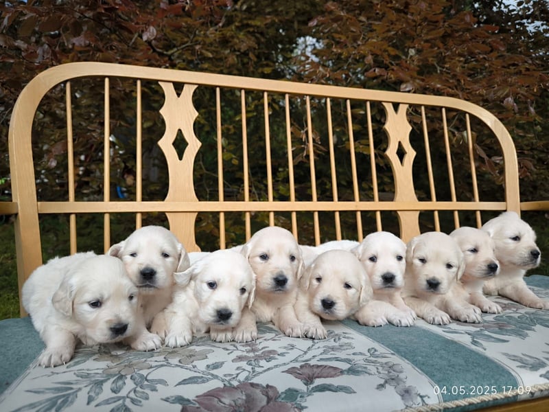 Golden Retriever Welpen 