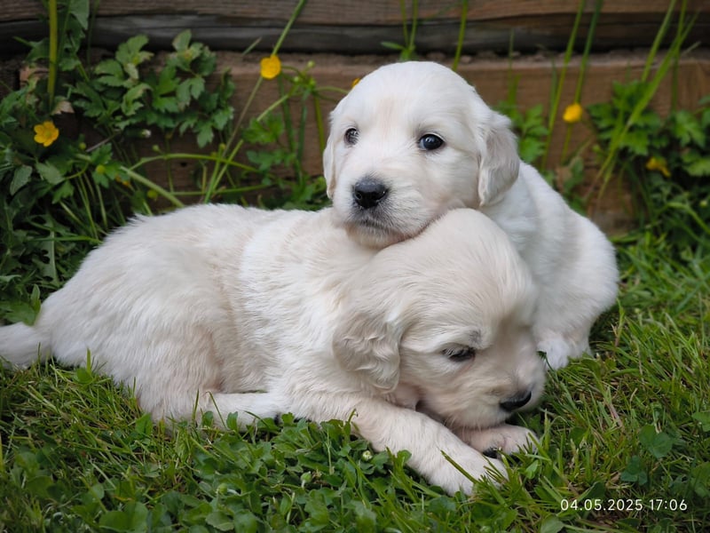 Golden Retriever Welpen 