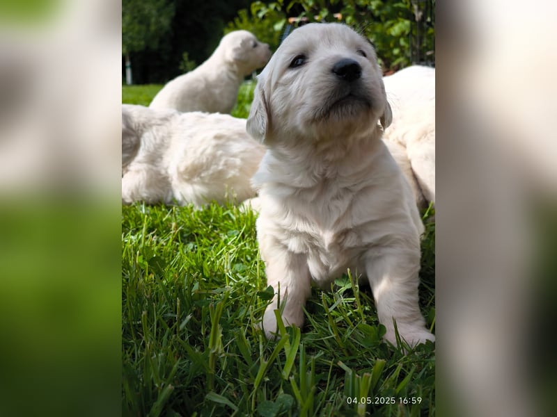 Golden Retriever Welpen 