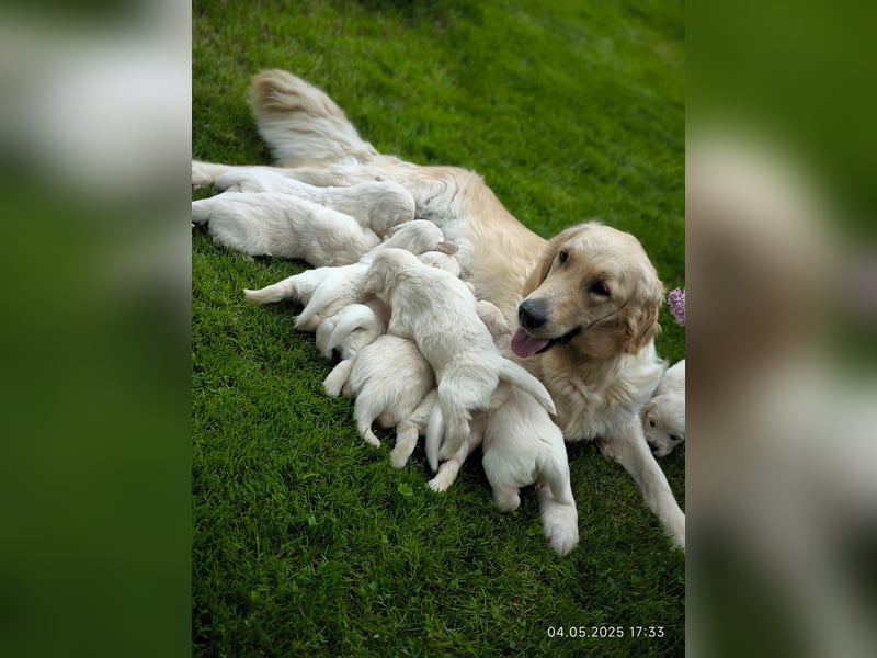 Golden Retriever Welpen 