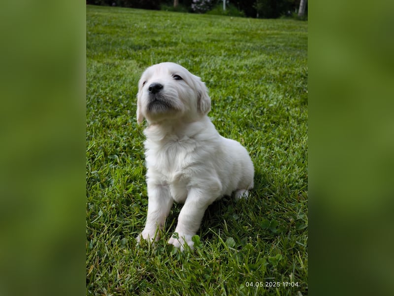 Golden Retriever Welpen 