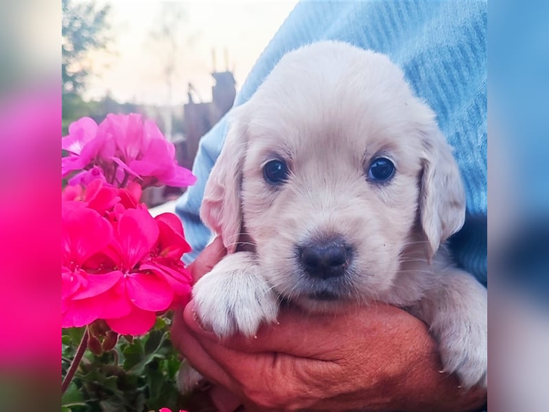 Golden Retriever Welpen