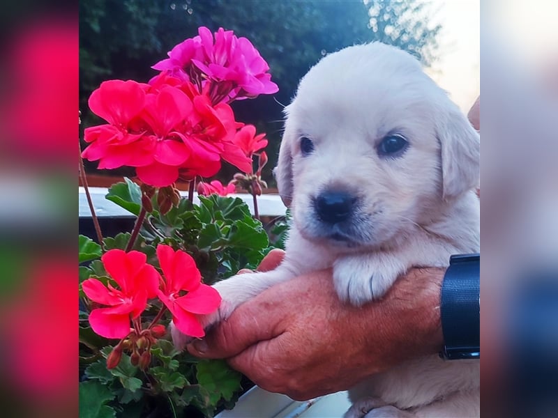 Golden Retriever Welpen