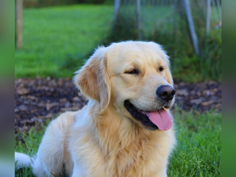 Wurferwartung von gesunden, bildhübschen Golden Retriever Welpen zu Mitte November