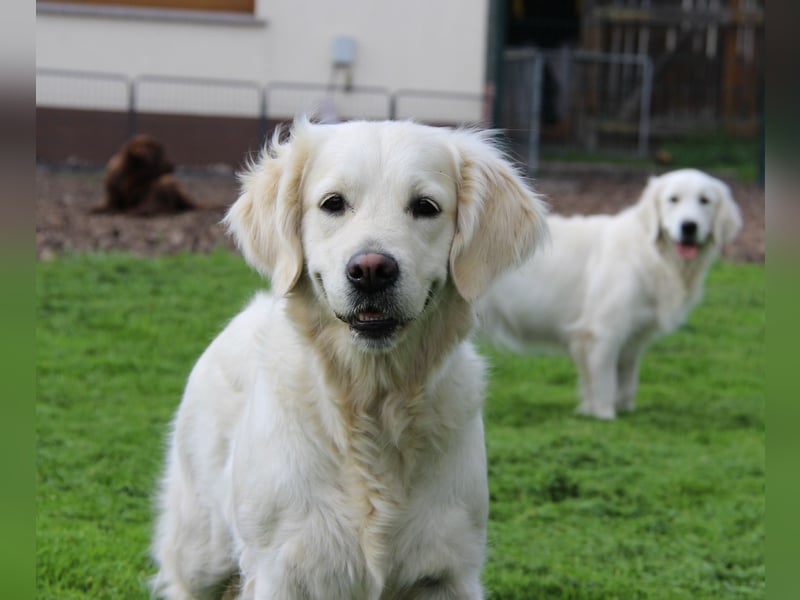 Wurferwartung von gesunden, bildhübschen Golden Retriever Welpen zu Mitte November