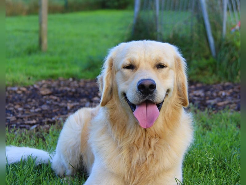 Wurferwartung von gesunden, bildhübschen Golden Retriever Welpen zu Mitte November